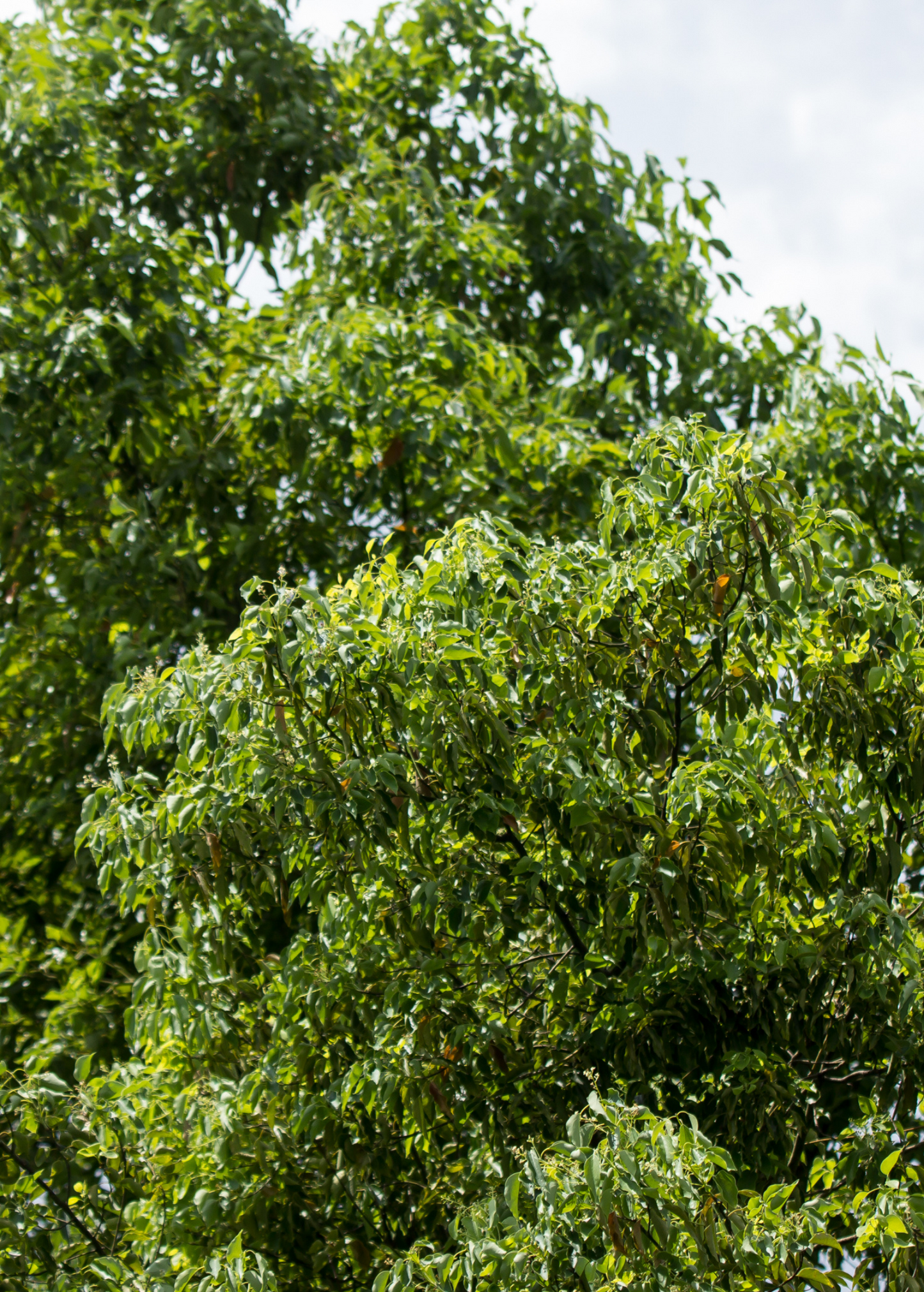 Camphor (Cinnamomum camphora)
