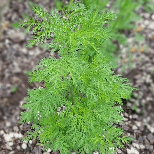 Sweet Annie – 50 Seeds